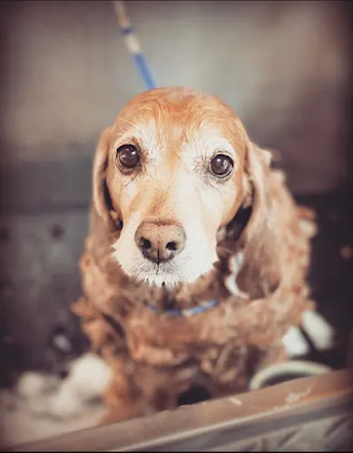 A Mobile Grooming Pet Salon - Image 1