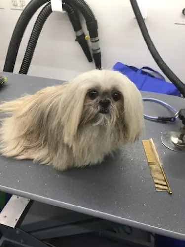 Bow Wow Barber Mobile Dog Grooming - Image 1