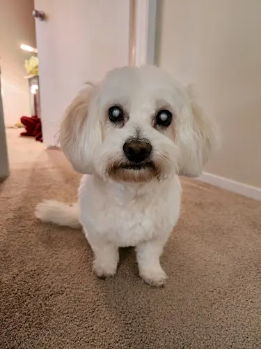 Dapper Dog Mobile Grooming - Image 1