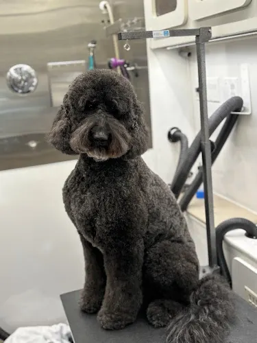 Polished Pups Mobile Dog Grooming - Image 1