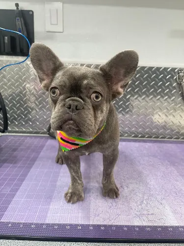 Pet Grooming Cooper City - Image 1