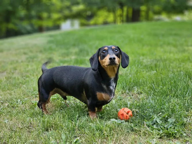 Mobile Dog Grooming Clean K9 - Image 1