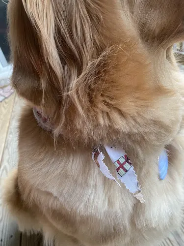 George and Leo's Paw Spa - Image 1