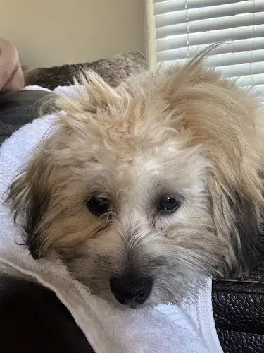 Canine Cuts Grooming Salon - Image 1