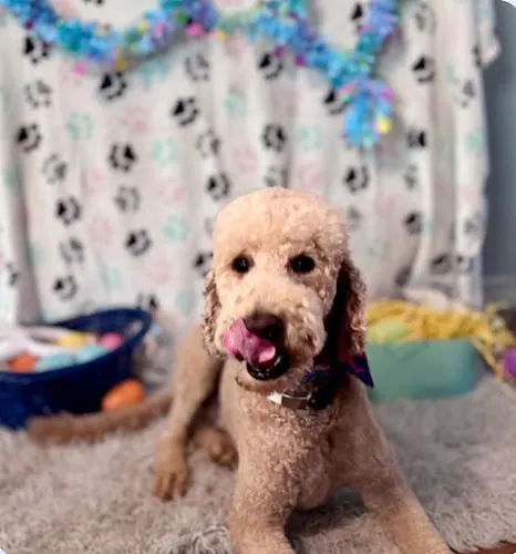 Bark and Bath pet grooming - Image 1