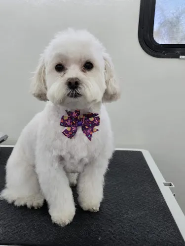 PARK N BARK MOBILE DOG GROOMING LAKE CITY - Image 1