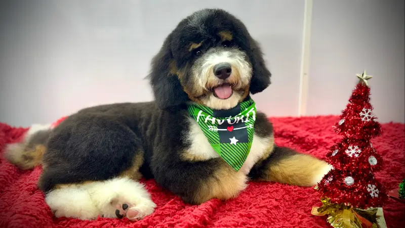 Fancy Paws Mobile Spa - Image 1