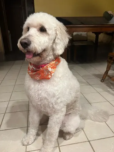 Dirty Dogs Grooming Shop LLC - Image 1