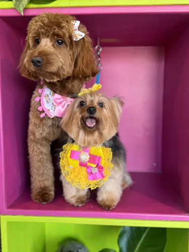 Tia Pet Care - Dog Grooming - Image 1