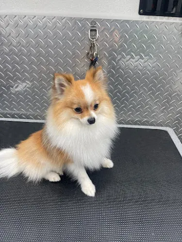 Mobile Dog Grooming West Palm Beach - Image 1