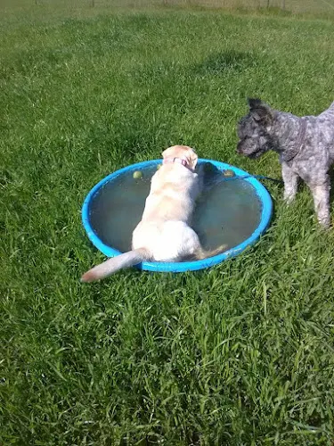 All About Dogs - Image 1