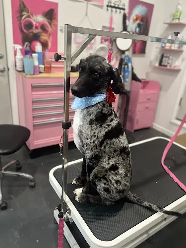 Canine Couture, LLC in Hurt, VA