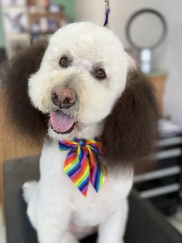 Doggie Parlour - Image 1