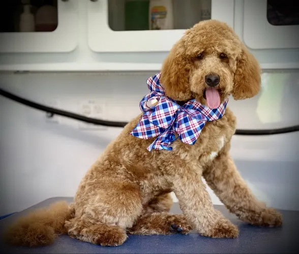 DapperTails Mobile Pet Grooming of Gaffney - Image 1