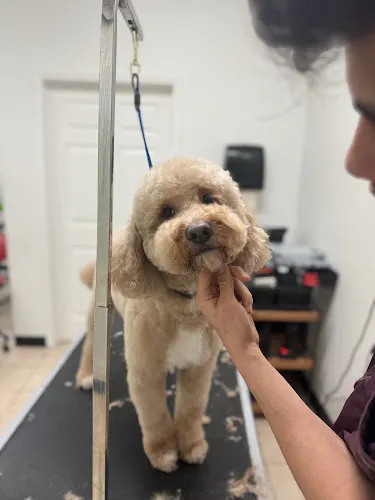 J&D Pet Grooming Service - Image 1