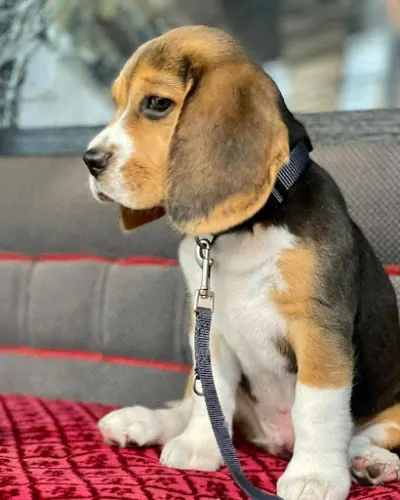 Beagle and husky puppy for sale - Image 1