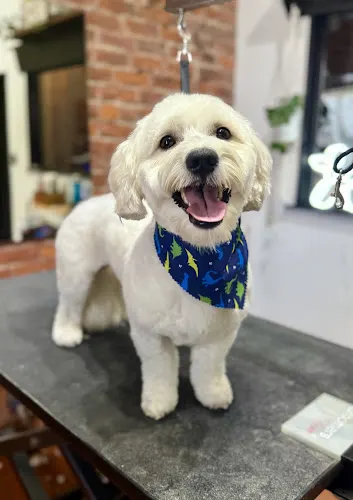 Dawg House Pet Grooming - Image 1