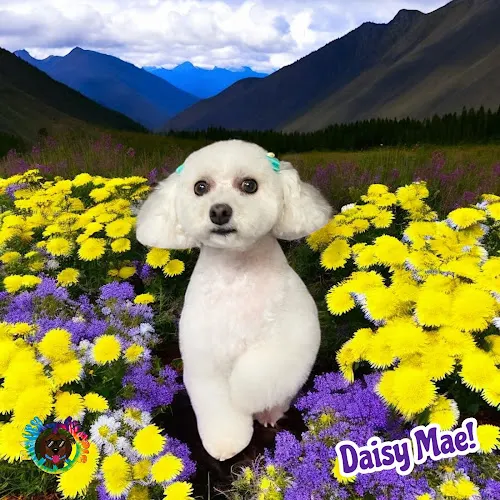 Hairy Hippie Dog Grooming Salon - Image 1