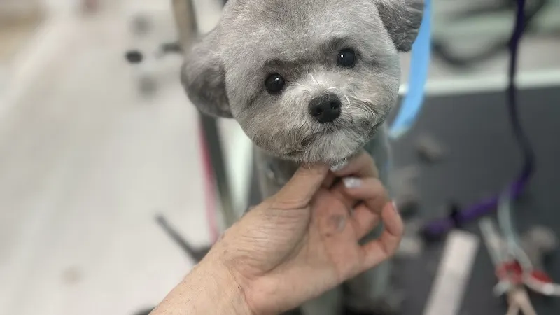 Ipet Grooming & Boarding - Image 1