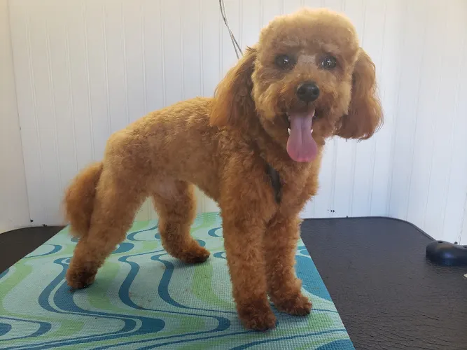Lesley’s Barks and Bubbles mobile grooming - Image 1