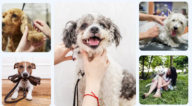 Happy Spa Dogs in San Diego, CA