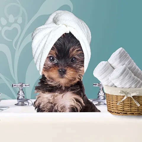 Happy Tails Mobile Dog Grooming Spa - Image 1