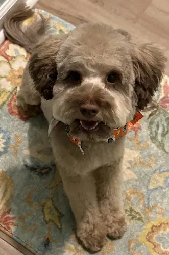 Pet Envy LLC Mobile Grooming - Image 1