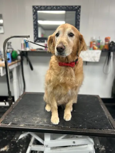 Wash and Wag Mobile Pet Salon - Image 1
