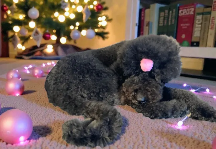 The Dapper Doodle Salon in Myerstown, PA