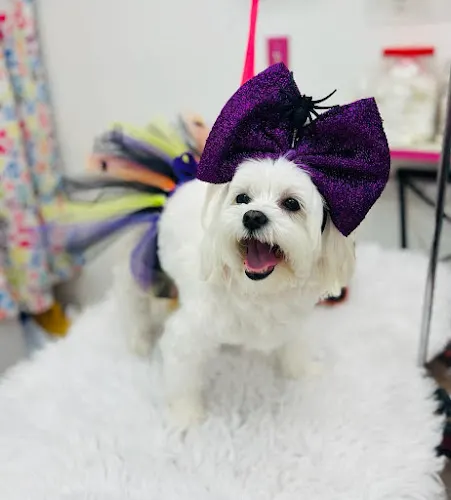 Olinda's Pet Grooming and Hotel in Miami, FL