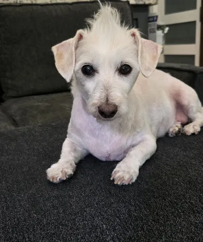 TLC Mobile pet grooming LLC - Image 1