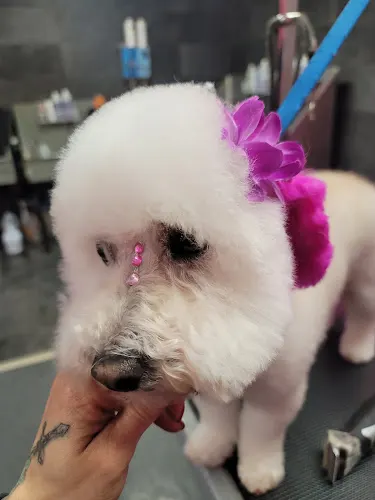 Glamour Pooch Grooming Spa in San Fernando, CA