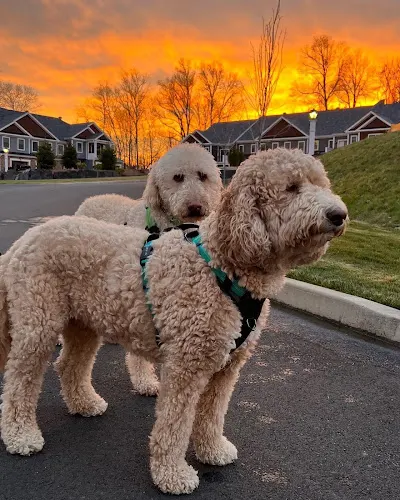 Wags and Washes in Wallingford, CT
