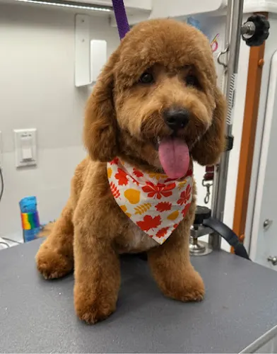 Furry Land Mobile Grooming Central & Northern New Jersey - Image 1