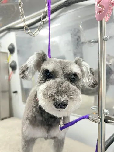 Polka Pooch - Image 1