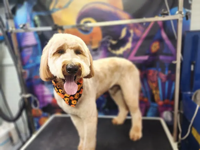 Dartt's Doggie Do's Mobile dog Grooming - Image 1