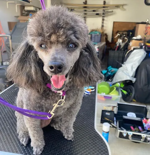 Mystic Mobile Grooming - Image 1
