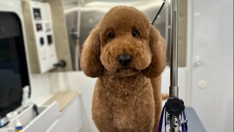 Top Dog Mobile Grooming - Image 1