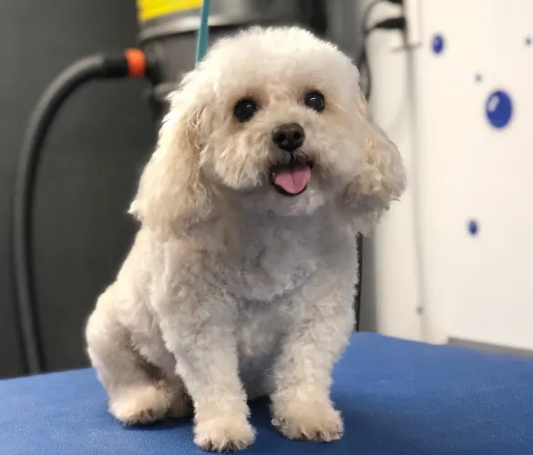 The Doggie Spa in El Cajon, CA