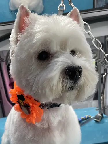 HighlandK9Spa mobile dog grooming - Image 1
