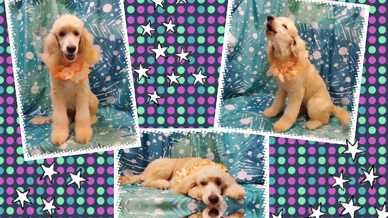Indian Shoals Pet Resort & Grooming Salon - Image 1