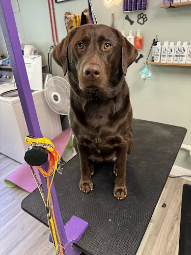 Bubble Pup Parlor - Image 1
