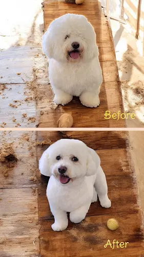 Stella's Treats & Grooming Salon - Image 1
