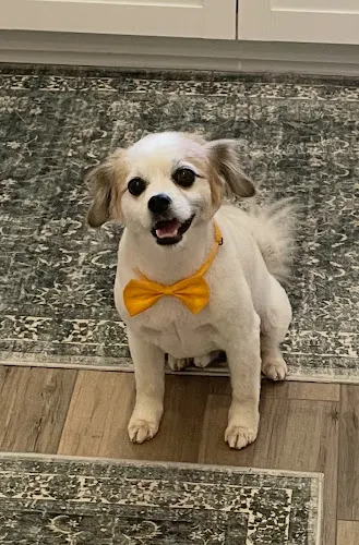 Woof Gang Bakery & Grooming Hendersonville - Image 1
