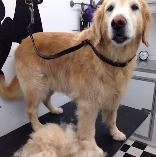 Aiken County Mobile Dog Grooming - Image 1