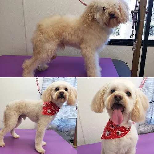 Ruff Country Mobile Grooming - Image 1