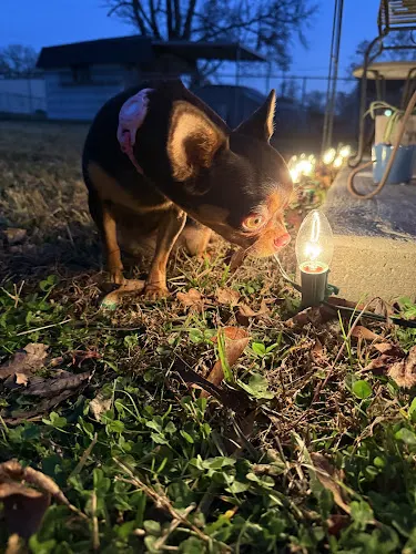 Pixies Pet Spaw - Image 1