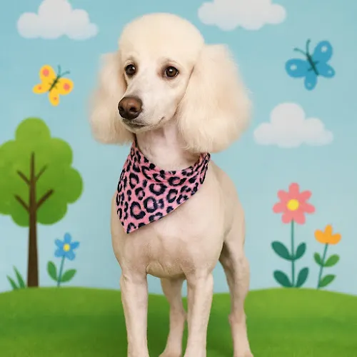 Kinder Pet Grooming and Boarding - Image 1