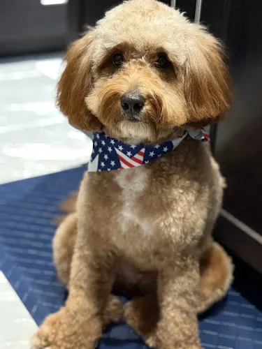 Mobile Pet Grooming ELITE - Image 1