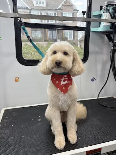 ARF Dog Spa Mobile Grooming - Image 1